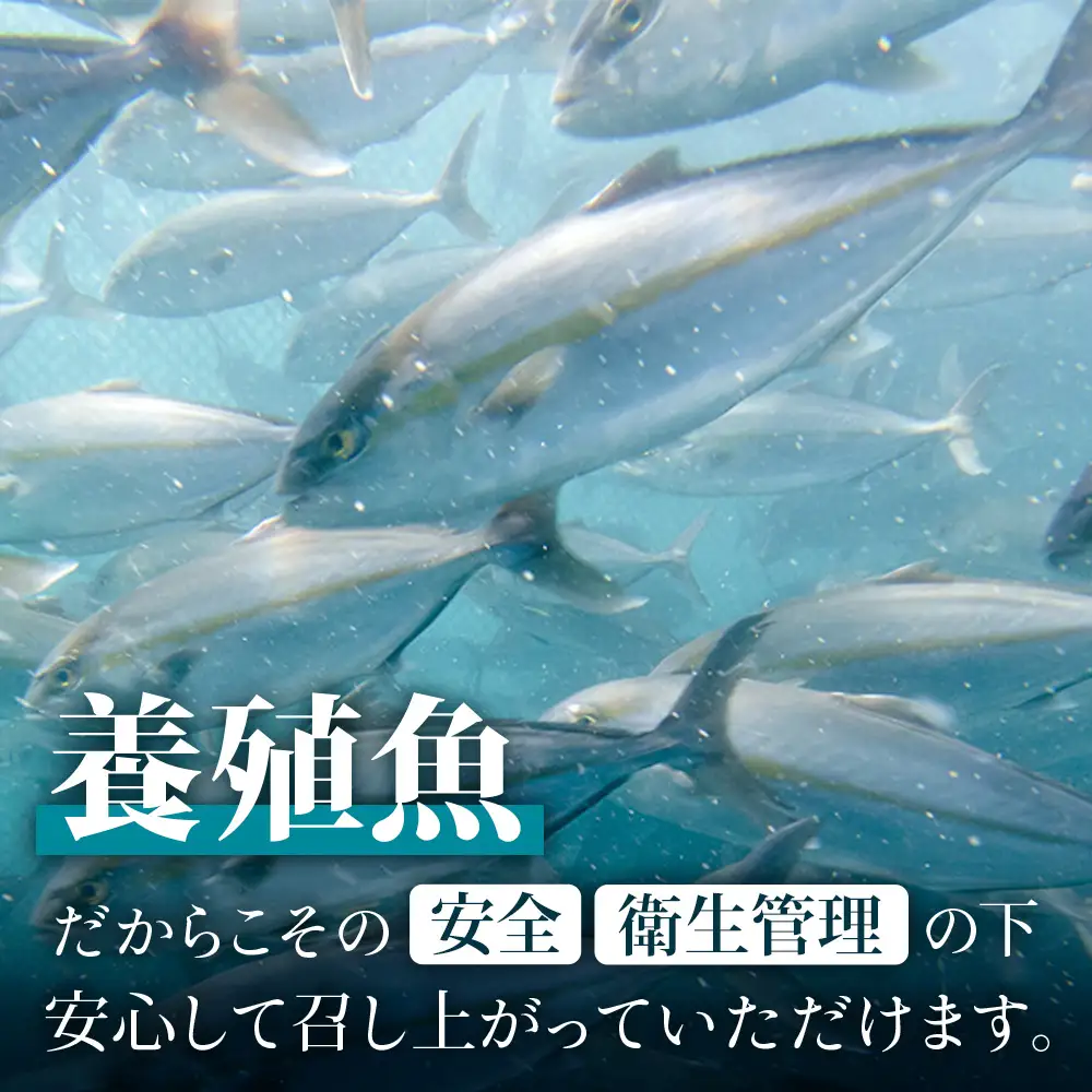 【着日指定可】2026年7月～9月配送不可 鹿児島県 ねじめ黄金カンパチ 1尾 約3.0kg台 (3.0～3.9kg) JF-501 | 魚 直送 養殖 根占 さかな かんぱち 漁師 刺身 寿司 鹿児島県 南大隅町 漁業協同組合ねじめ支所