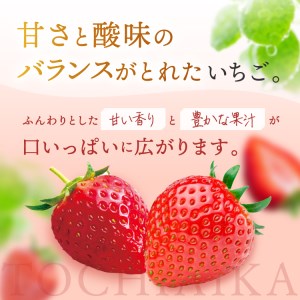 【定期便3回】 いちごっぱなし 旬いちご 1.2kg
