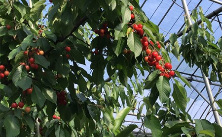 《2027年産先行受付》山形県産さくらんぼ【やまがた紅王 特秀品】厳選24粒 2L/3Lサイズ混合 サクランボ 果物くだもの フルーツ 季節限定 F4A-0378