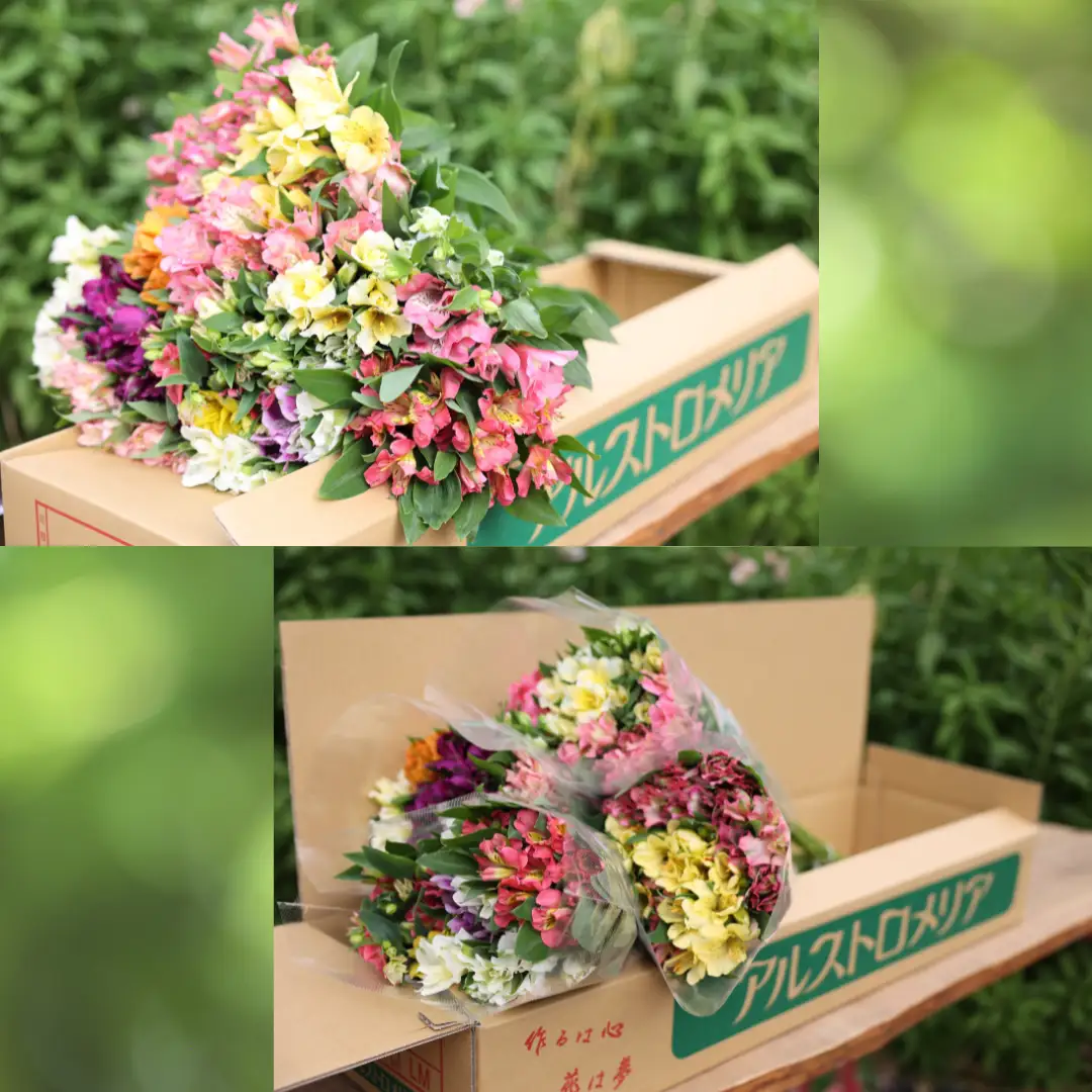定期便６回便　切り花 アルストロメリア【上級品・生花　花丈80cm・35本前後】4～9月（KS-T503）