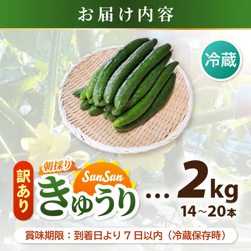 【先行予約】【訳あり】期間限定 太陽の光サンサンと浴びた「SunSun きゅうり」 2kg以上【2026年7月上旬以降順次発送】【胡瓜 野菜 漬物】 [e35-a056]
