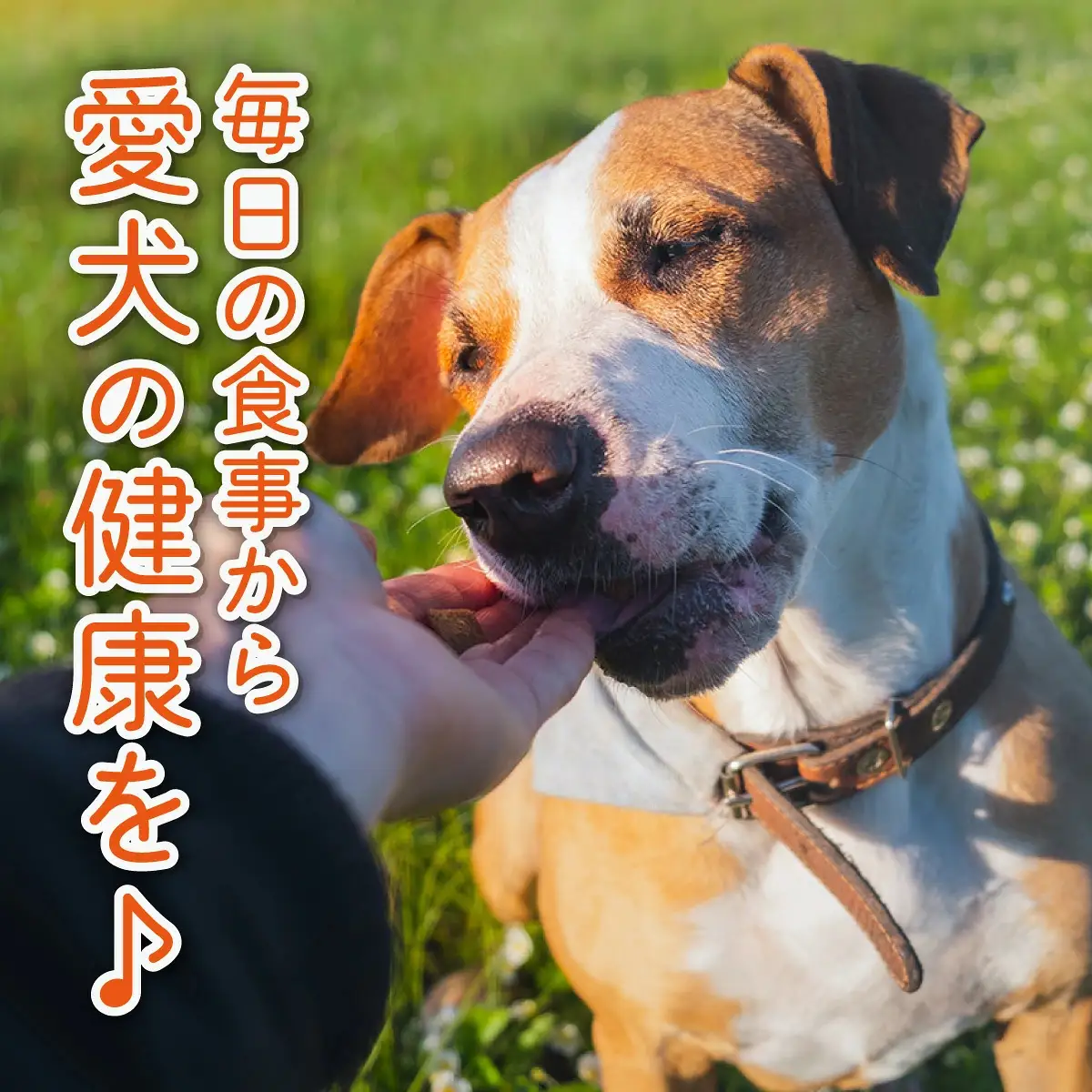 フルオーガニックドッグフード / 500g入 2袋セット