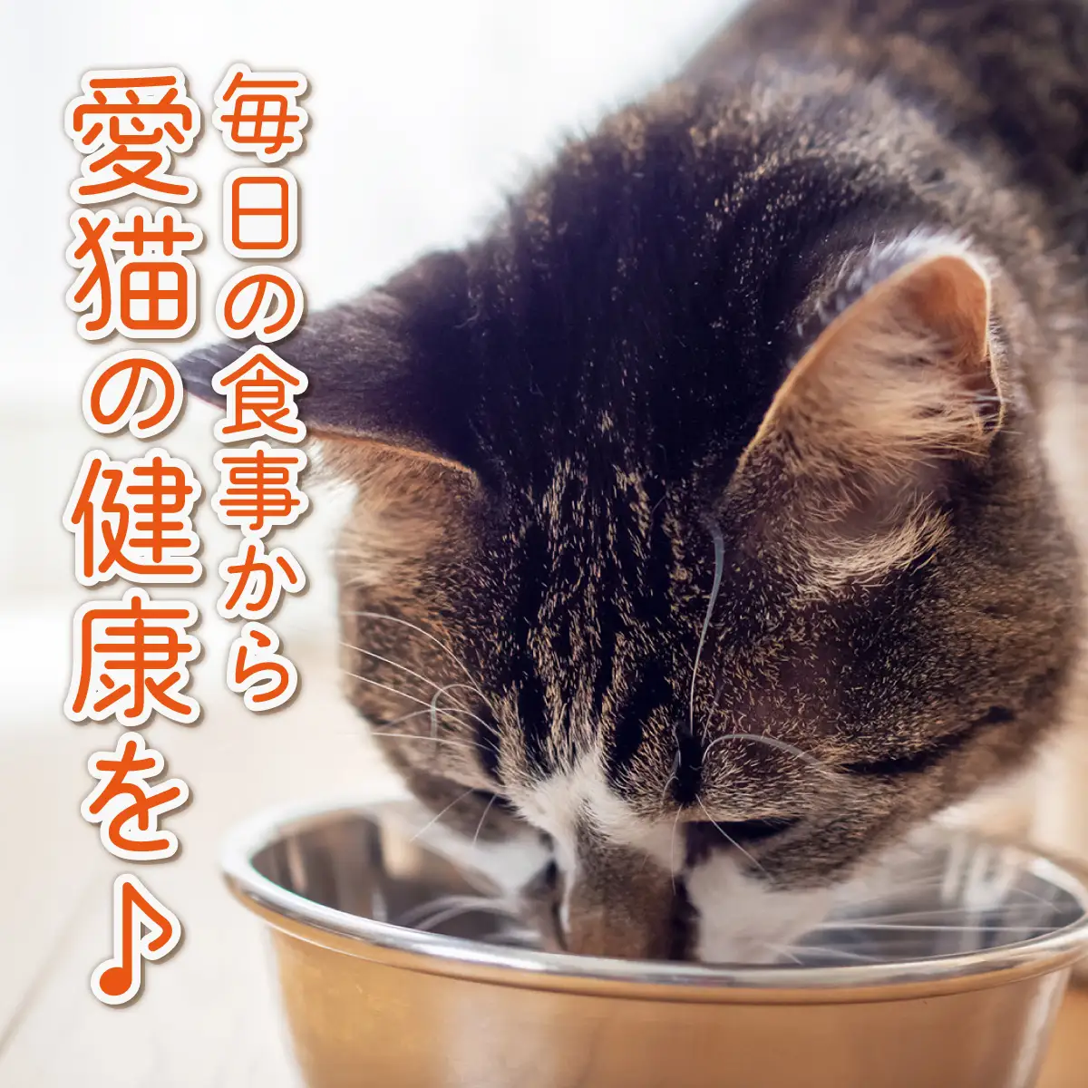 フルオーガニックキャットフード / 500g入  2袋セット