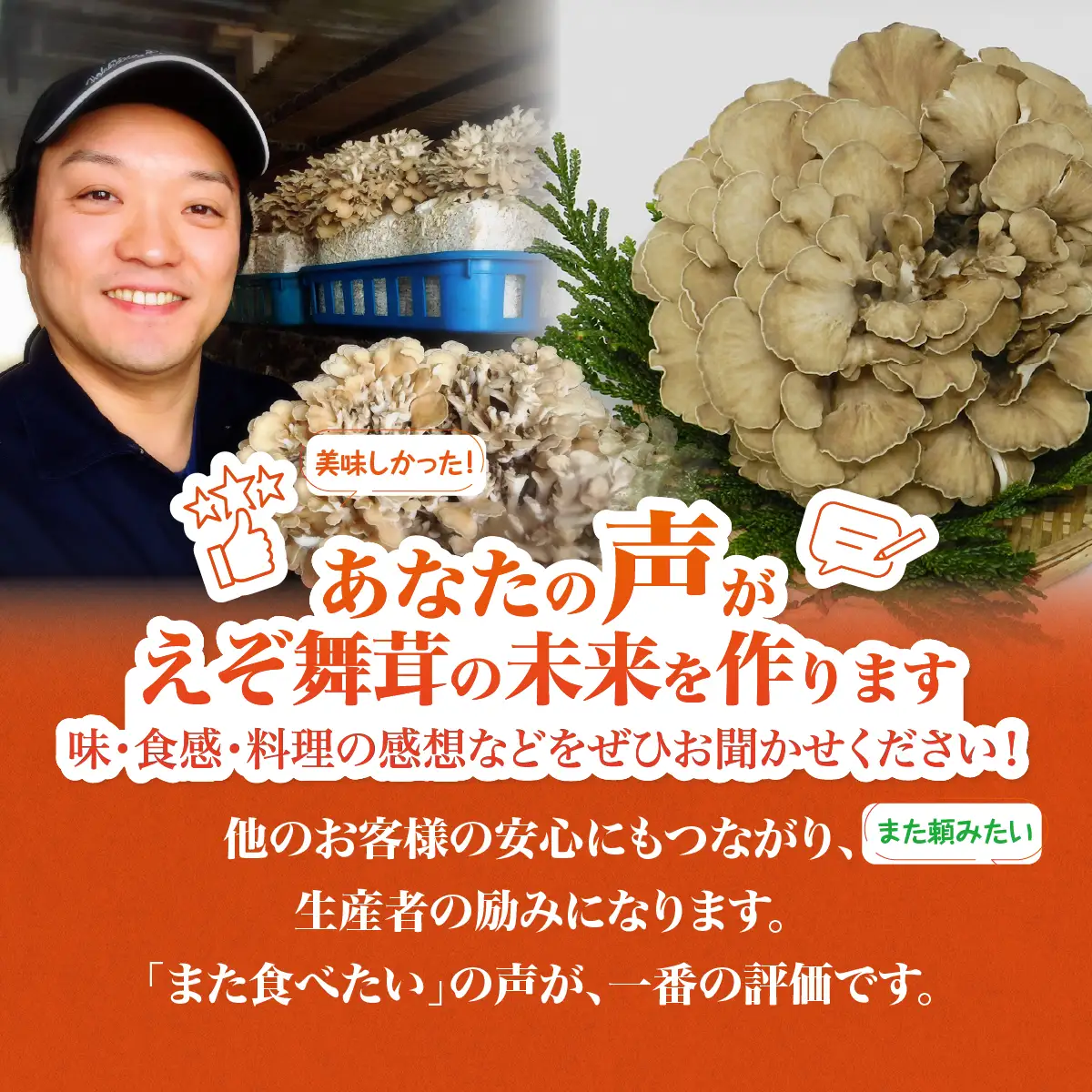 北海道厚沢部町産 新鮮えぞまいたけセット ASM004