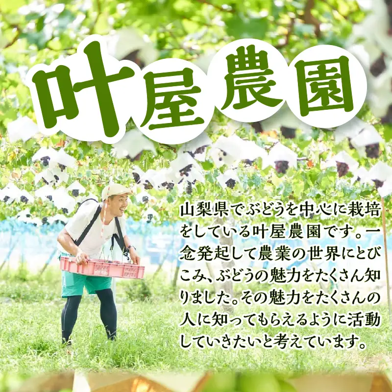 【ふるなびWEEK対象】山梨県産シャインマスカット 1kg（2～３房）【化学肥料、除草剤不使用】ぶどう 葡萄 フルーツ 果物 農園直送