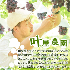 山梨県産シャインマスカット 2kg（3～5房）【化学肥料、除草剤不使用】ぶどう 葡萄 フルーツ 果物 農園直送