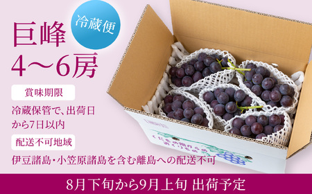 【先行予約】コクのある甘さ 種あり 巨峰 4房から6房 2026年8月下旬から9月上旬 出荷予定【春光園】 ぶどう ブドウ 葡萄 巨峰 種あり 果物 フルーツ