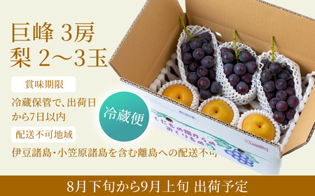 【先行予約】種あり 巨峰 3房 梨 2玉から3玉 セット 2026年8月下旬から9月上旬 出荷予定【春光園】 有機配合肥料使用 ぶどう ブドウ 葡萄 巨峰 梨 なし 果物 フルーツ 詰め合わせ