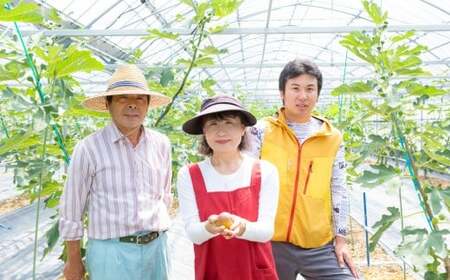 【先行予約】渡辺農園 いちじく (とよみつひめ) 4パック 【2026年8月上旬～2026年9月中旬 出荷予定】 フルーツ 果物 果実 常温 送料無料 福岡県 うきは市