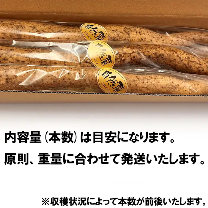 自然薯 約1kg ( カット済 ) ※重量（ 約1kg ）に合わせてお届け 2026年12月～2027年3月ごろ発送予定