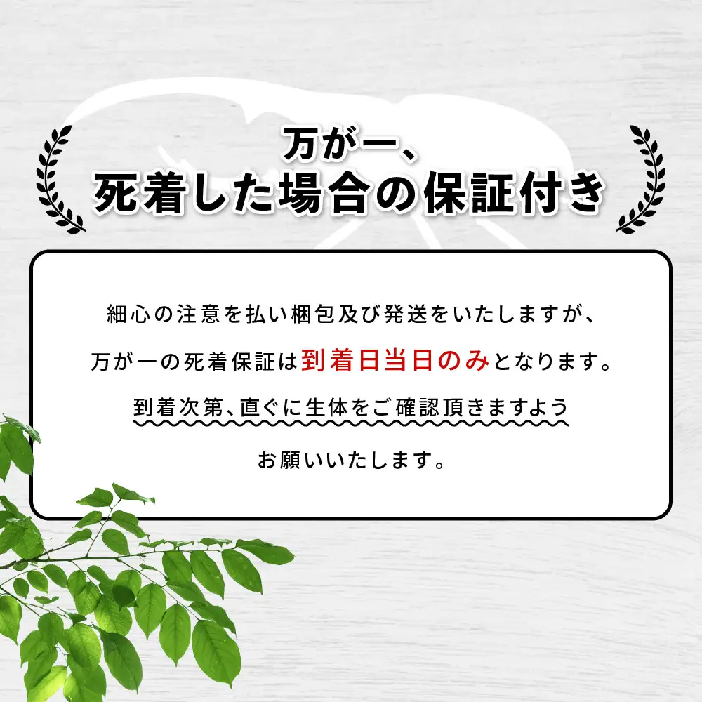 【先行予約】ヘラクレスオオカブト3令幼虫ペア ※育て方の説明書付き※配送不可地域あり【2026年9月から順次発送】