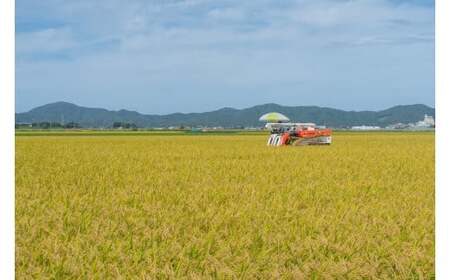 【令和8年産】 ミルキークイーン 精米 5kg (5kg×1袋) 山形県庄内産 小池半左衛門