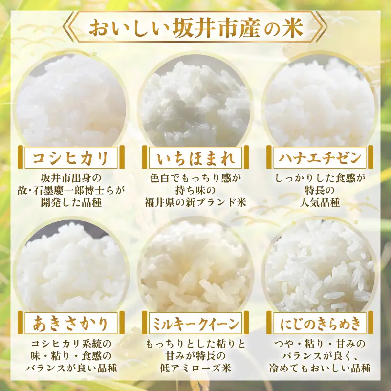 【令和7年産】 福井県のブランド米 いちほまれ 無洗米 2kg 人気 品種 ブランド米 特A  [A-6173]