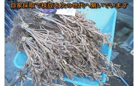 【令和9年産】 だだちゃ豆 「早生甘露」 2.5kg（500g×5袋） 山形セレクション認定 山形県鶴岡市 K-961 白山ちゃ茶農園 
