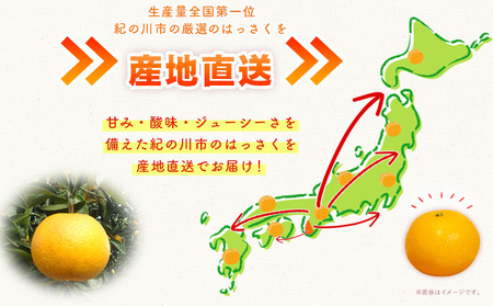 八朔 約10kg ｍ＆ｎ果実園《2027年1月下旬-3月中旬頃出荷》和歌山県 紀の川市 果物 フルーツ はっさく 柑橘類 送料無料