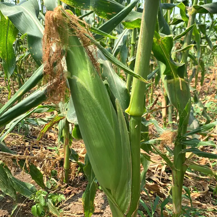 とうもろこし おおもの 6kg 訳あり 農家直送 朝採り【 先行予約2026年7月中旬発送】