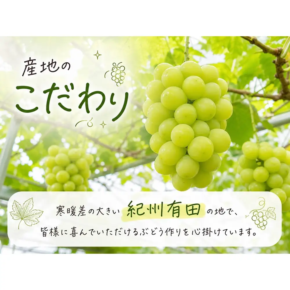 紀州有田産シャインマスカット　約3kg【先行予約】【2026年8月下旬以降発送予定】