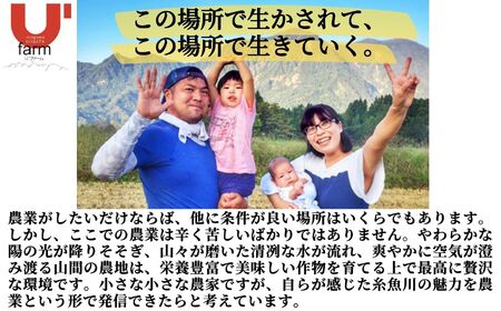 令和6年産 新潟県産コシヒカリ5kg 笑穂志(えぼし)のひかり 2024年産 糸魚川 新潟産こしひかり5kg コシヒカリ こしひかり 精米 白米 おすすめ Ｕ’ファーム