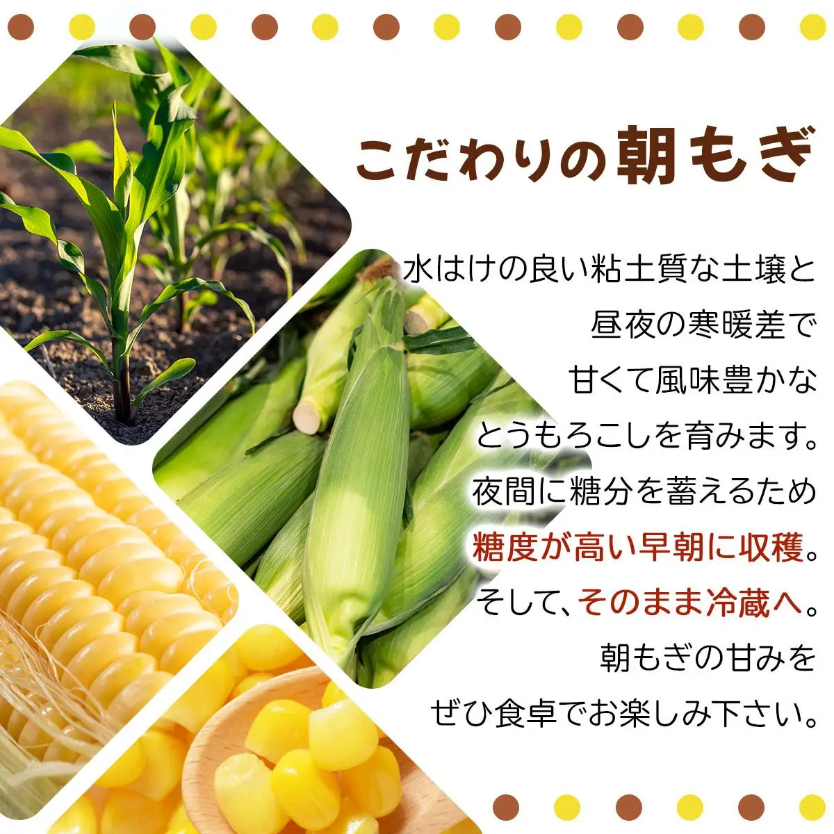 【 2027年先行予約】北海道 朝もぎ とうもろこし 恵味 ゴールド L-LLサイズ 10本【55250828】