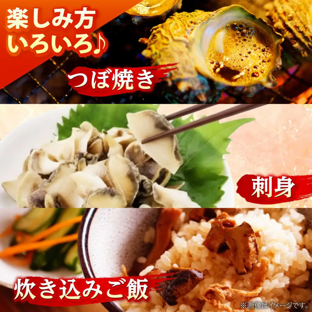 先行予約 2026年6月発送 サザエ 天然 活サザエ 2kg 15～30個 朝獲れ BBQ小浜市 / 桝屋商店【配送不可地域：北海道・沖縄・離島】 [BFAO015] 