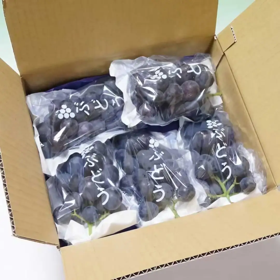巨峰 1.5kg ( 種あり ) ( 桜川市・石岡市共通返礼品 ) ぶどう ブドウ フルーツ 果物 2026年8月中旬以降発送 [DC007sa]