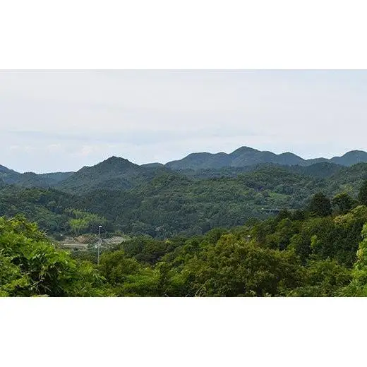 法皇キャビア（20ｇ）桐箱入り　3個セット