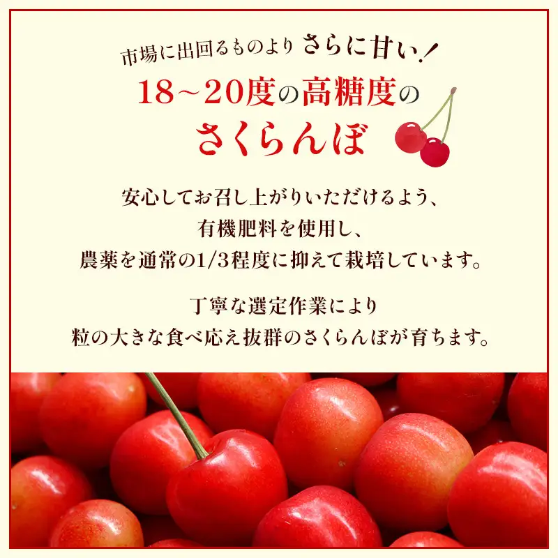 さくらんぼ 600g 佐藤錦 Lサイズ以上 サクランボ