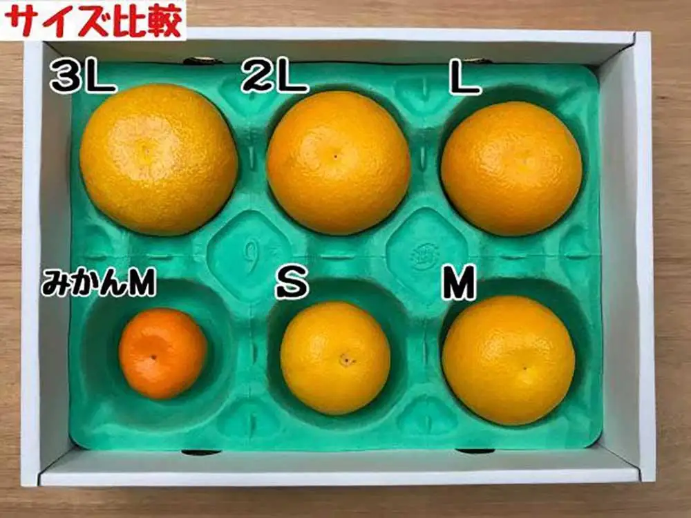 手詰め 有田 はっさく L × 8玉 または M × 10玉 サイズ ちょっと 傷あり 南泰園 みかん