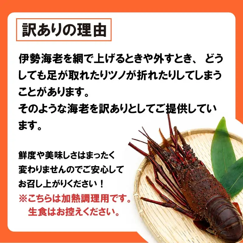 【 訳あり 】 冷凍訳あり伊勢海老 1.6kg 