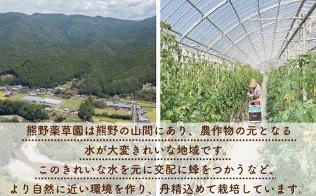 【2027年1月以降配送】熊野薬草園のトマトMIX（1.8kg×2箱）【kmys0004A】