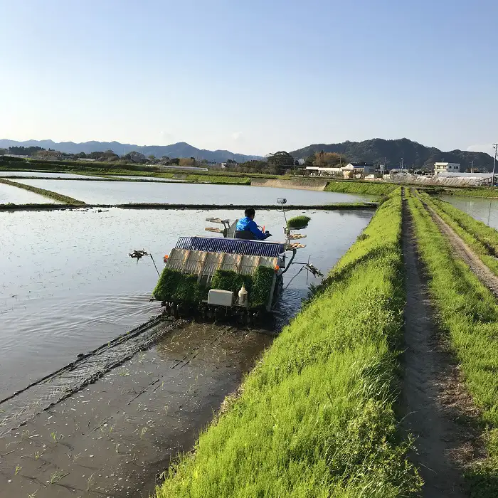 【満田園芸】嶺岡米 コシヒカリ 精米 5kg ちばエコ農産物認証品 [0015-0072]