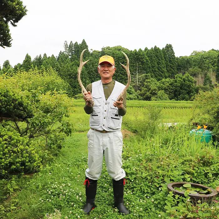 【房総ジビエクラフト】工芸・壁飾り用天然素材『日本鹿の角 一対』小サイズ 35cm以上　[0020-0068]