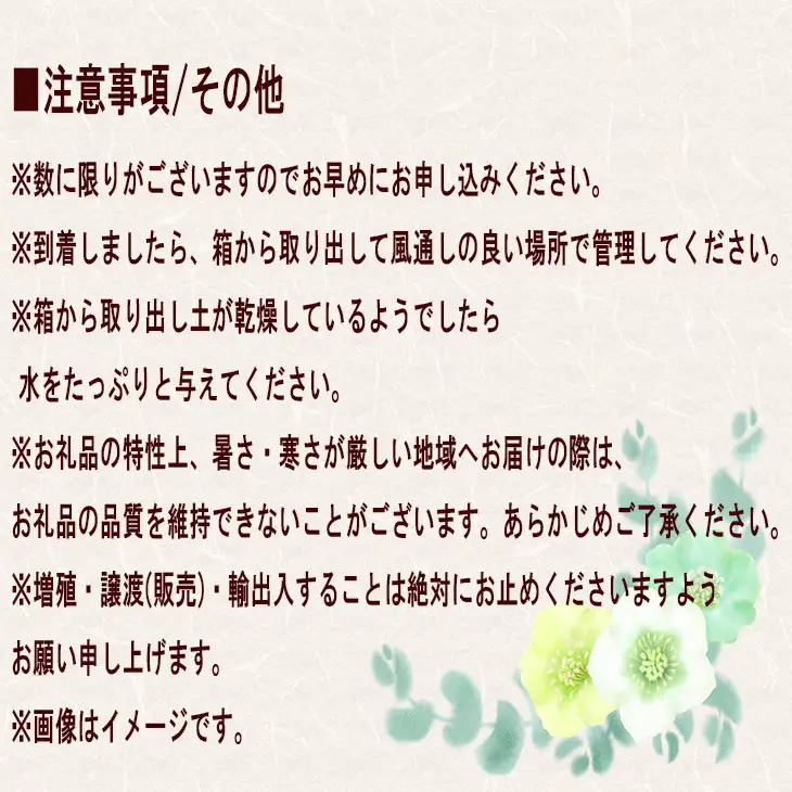 花巻温泉バラ園で育ったクリスマスローズ苗　【2027年2月上旬より順次発送】 【1616】