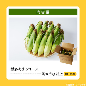 【ふくおかエコ農産物認証】農家直送！SDGs米糠堆肥で作った博多あまっコーン4.5キロ以上（10～15本）【2026年6月より順次出荷】_ふくおかエコ農産物 2026年6月より順次出荷 とうもろこし 博多あまっコーン 約 4.5kg 以上 10本 ? 15本 プレミアムコーン 粒が大きい 食べ応え 美味しい 糖度 野菜 お取り寄せ 福岡県 久留米市 送料無料 〔Gv035〕