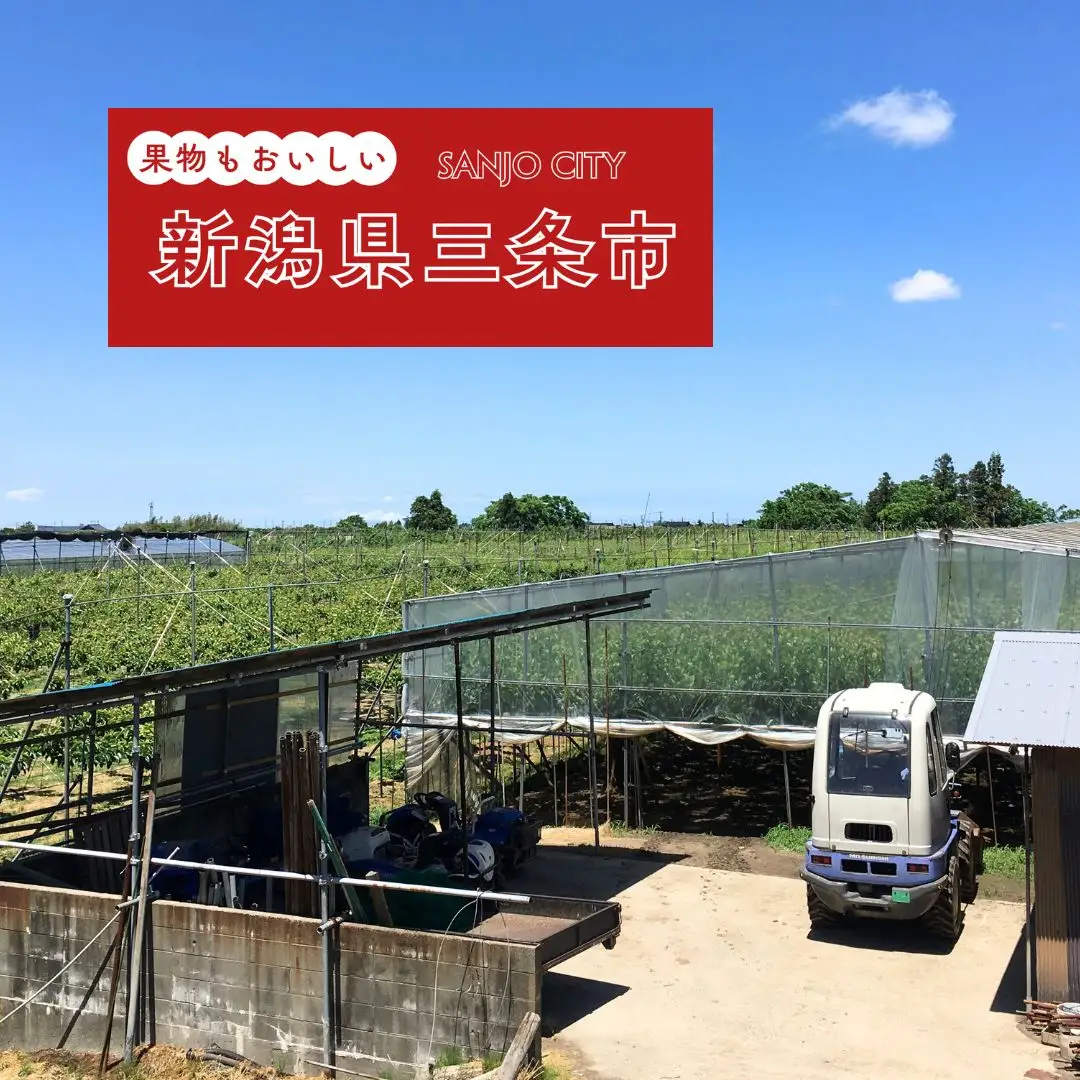 先行予約 和梨 二十世紀 5kg [9月中旬~順次発送予定] 新潟県産 二十世紀 梨 [岩福農園] 