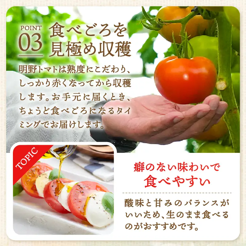 明野とまと 約1kg [h216]