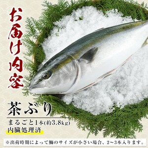 茶ぶり 1尾（内臓処理済　約3.8kg～） セミドレス (えら・内臓除去済み) ぶり 柵 刺身 ブリ 切り身 鰤 1本 鮮魚 下処理済み 鮮魚 1匹 刺身 ぶりしゃぶ ぶりかま 【ウスイ】 usui-7323R8