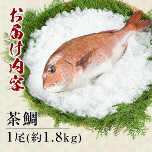 茶鯛 1尾【ウスイ】 usui-7320R8