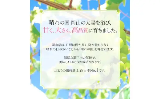 シャインマスカット 晴王 1房（約600g）【2026年9月上旬～11月上旬発送予定】【シャインマスカット 果物 フルーツ 国産 人気 おすすめ 岡山県 倉敷市】
