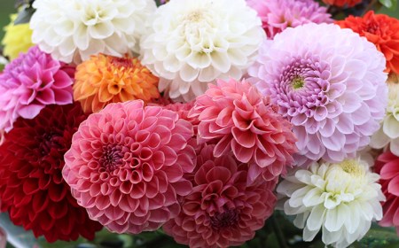 SL0213　とれたて「酒田のダリアの花束」　