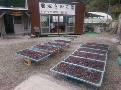 W00953 きくらげお楽しみセット