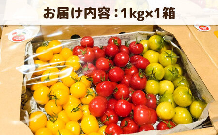 【カラフル】ミニトマト （ プチぷよ ） 1kg×1箱 糸島市 / かわぞえ農園 ぷちぷよ トマト [AAM003]