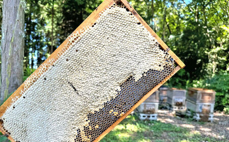 恵那蜂蜜 2本セット (蓮華蜂蜜300g×1本、百花蜂蜜180g×1本) / 恵那市 / はち工房こうけつ [AUDF002]