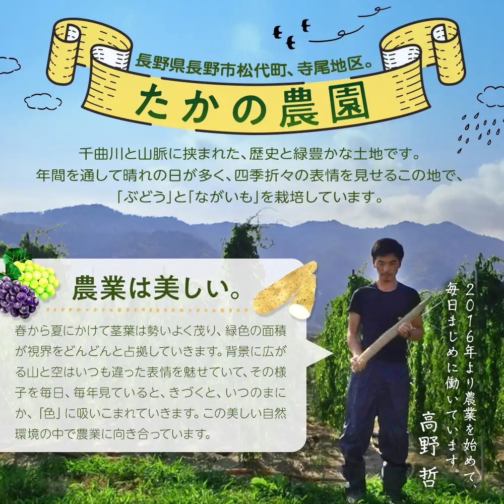 高野農園　長野市松代産 TAKANO農園　長いも 約3kg(訳あり)【3～5本】野菜 根菜 長野県産 ネバネバ シャキシャキ とろろご飯 具材 食材 国産 | 長芋 長芋