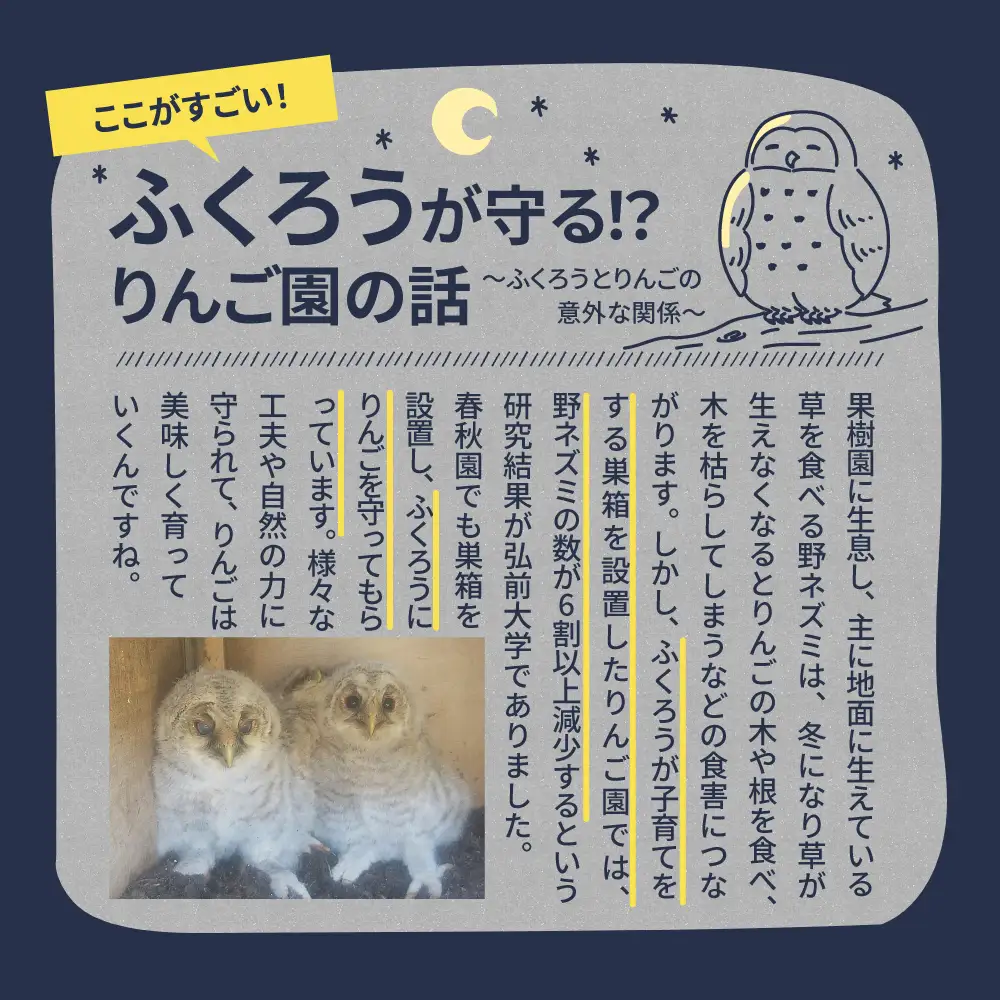  りんご サンつがる約5kg【2026年9月上旬発送】春秋園 青森 訳ありりんご早生