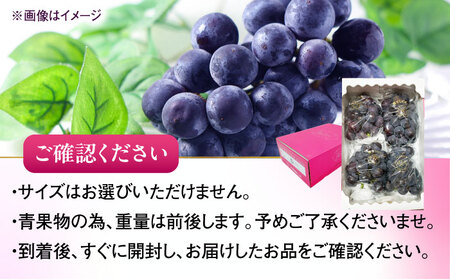 【先行予約】ピオーネ ムジ 4-6房 2kg BKAY011 ぶどう