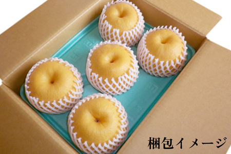 【2026年先行予約】和梨 新興 約3kg（約5〜7個）《11月上旬〜お届け》 山伴しなの川フルーツガーデン
