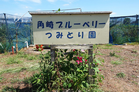 横田さん家の冷凍ブルーベリー 1.2kg (約600g×2袋) [1639]
