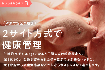 まる姫ポーク 佃煮（120g×2）・肉味噌だれ（120g×1）セット【AK-25】｜送料無料 国産 まる姫ポーク 豚肉 肉 ぶた肉 佃煮 肉味噌 ごぼう肉味噌 ピリ辛 お弁当 ご飯のお供 ご飯がススム おとも おにぎり おむすび 調味料 加工品 大亀醤油 ギフト 贈物 江津市｜