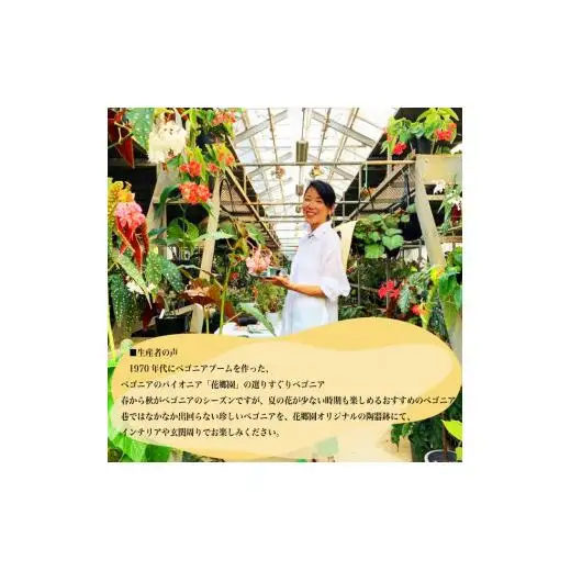 花郷園オリジナル　恋する水玉ベゴニア「流れ星」【花・フラワー・インテリア・屋内・屋外・ギフト・鉢植え・園芸・初心者】